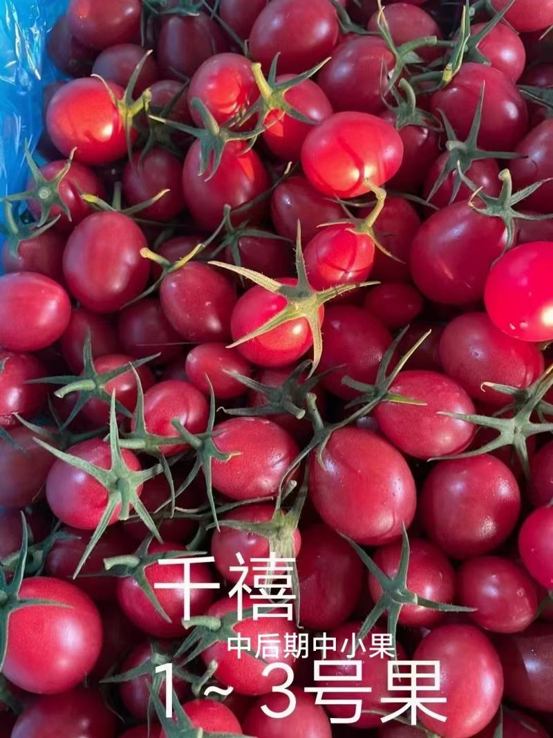 长期合作代办代收千禧圣女果苗场直供圣女果嫁接种苗广东产地