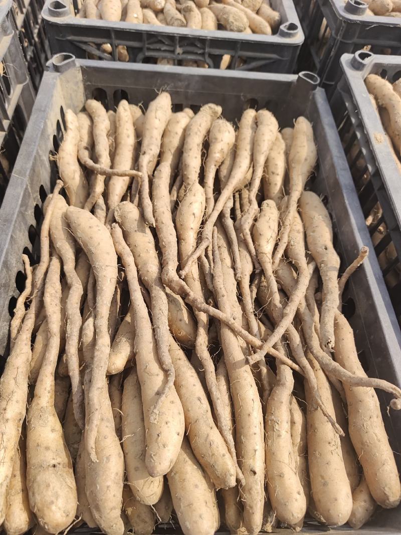 30-50克白玉豆苗