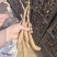 30-50克白玉豆苗