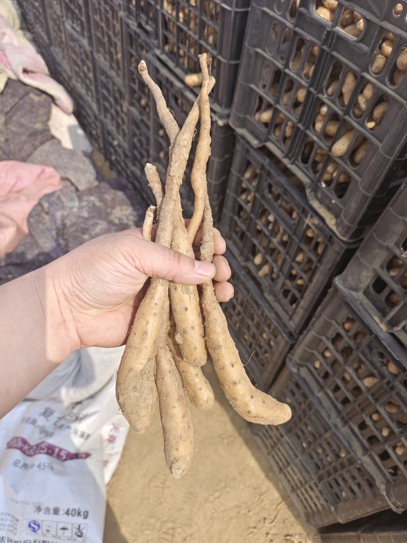 30-50克白玉豆苗