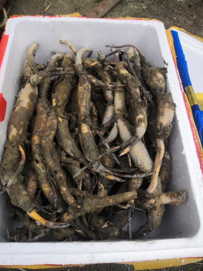 太空莲36号种苗藕苗高产水果莲蓬白莲红莲子大型荷花