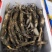 太空莲36号藕种芽高产品种保鲜发货技术指导