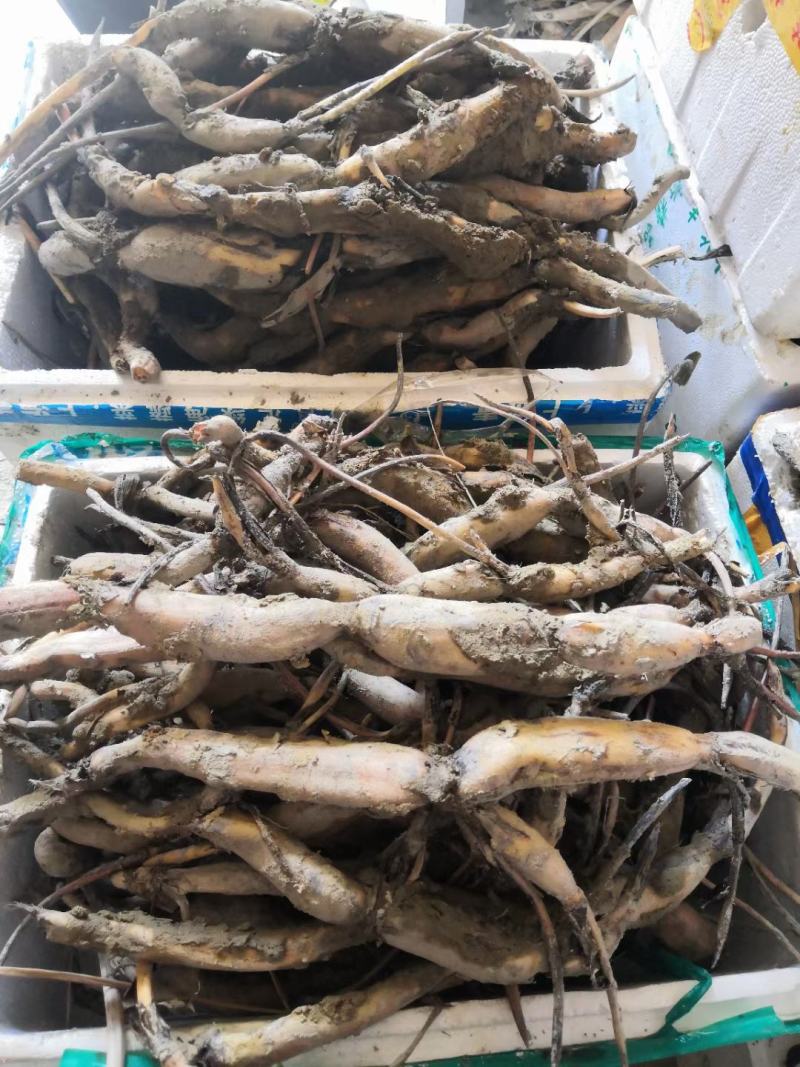 太空莲36号藕种芽高产品种保鲜发货技术指导