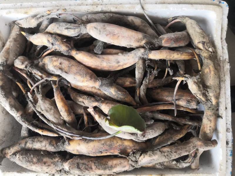 太空莲36号藕种芽高产品种保鲜发货技术指导