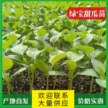 【质量三包】绿宝甜瓜苗诚信经营品质保证货源充足全国发货