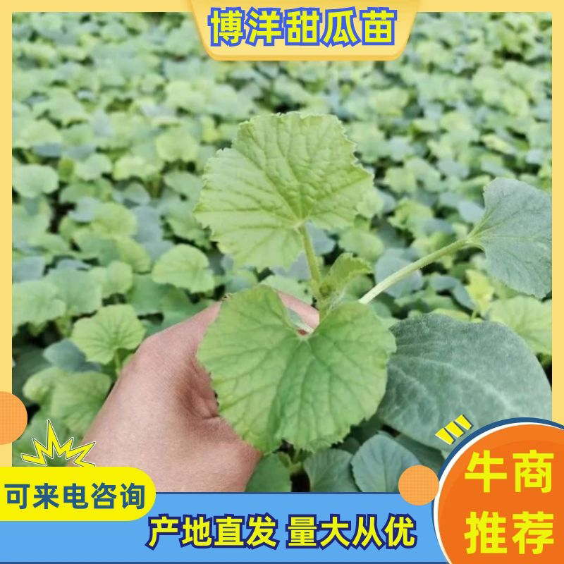 博洋甜瓜苗博洋61博洋9品类齐全实力供货全国发货