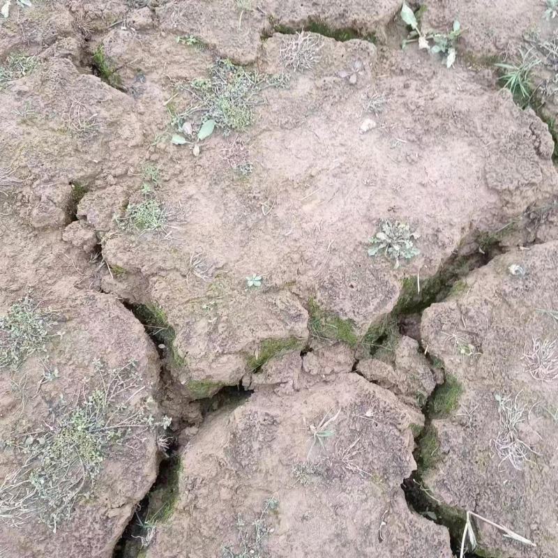 江西省有荒滩地8万亩