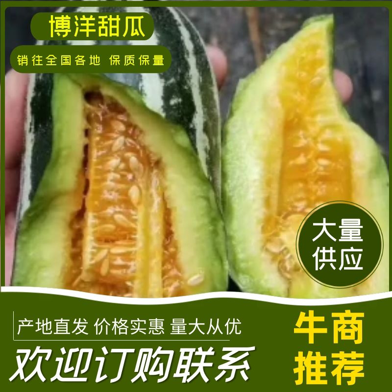 博洋9号甜瓜实力代办一件代发社区团购对接电商