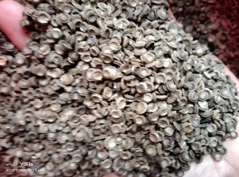 【精选】粉防己种子江西基地货源发往全国价格美丽