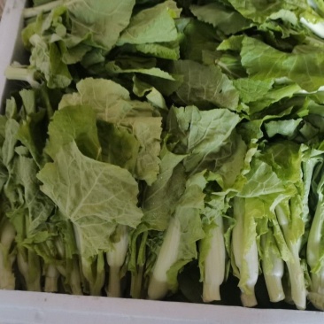白菜苔
