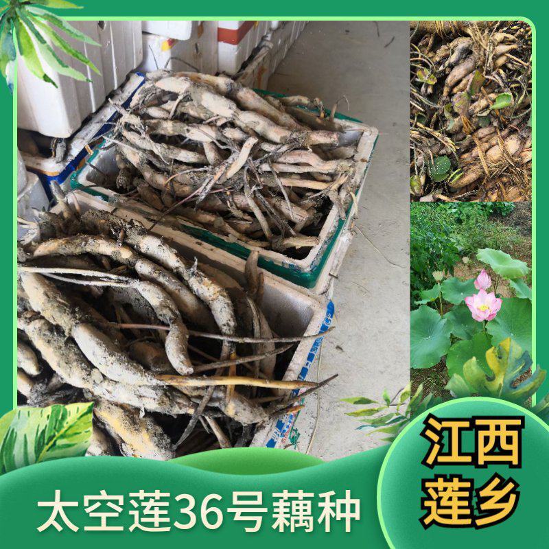 太空莲36号藕种芽高产品种保鲜发货技术指导