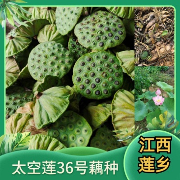 太空莲36号种苗藕苗高产水果莲蓬白莲红莲子大型荷花