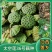 太空莲36号种苗藕苗高产水果莲蓬白莲红莲子大型荷花