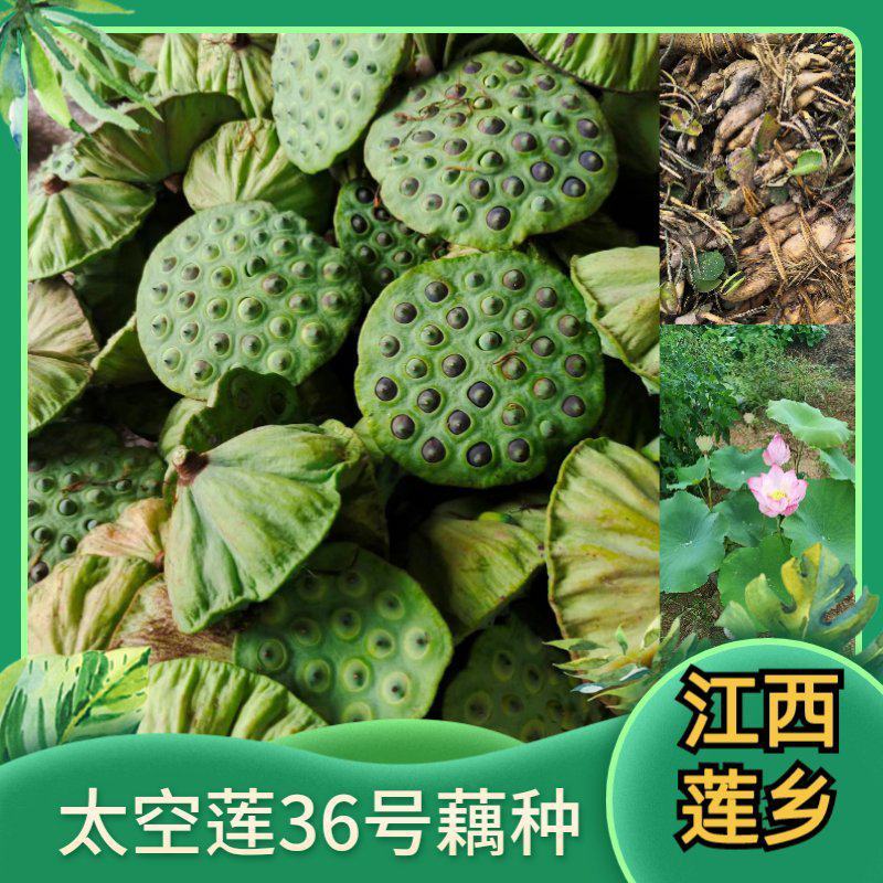 太空莲36号种苗藕苗高产水果莲蓬白莲红莲子大型荷花