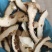枳壳江西枳壳无硫新货现货供应批发零售
