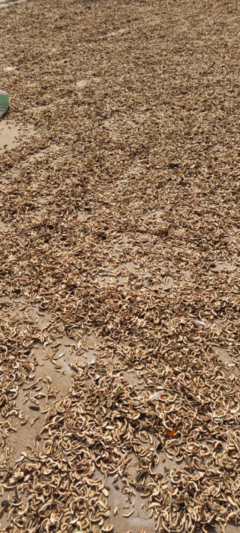 枳壳江西枳壳无硫新货现货供应批发零售