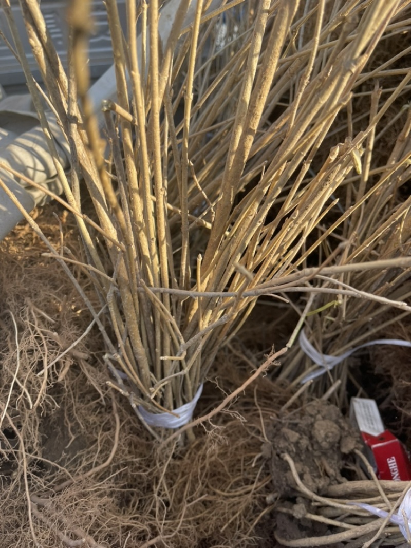 大量出售连翘苗，规格齐全，量大从优，欢迎选购