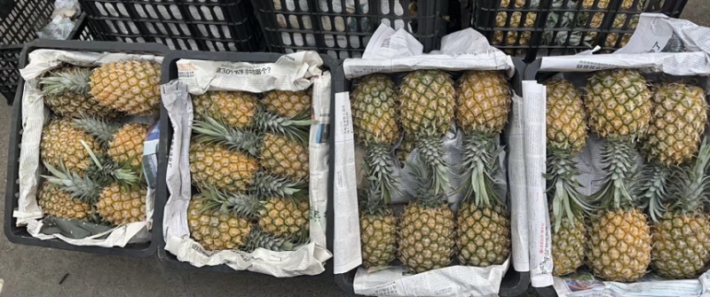 精品河北菠萝，规格均匀，大量供应，价格优惠，保质保量可看