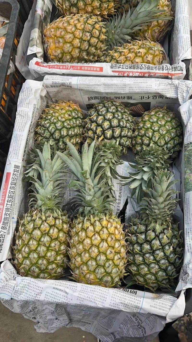 精品河北菠萝，规格均匀，大量供应，价格优惠，保质保量可看