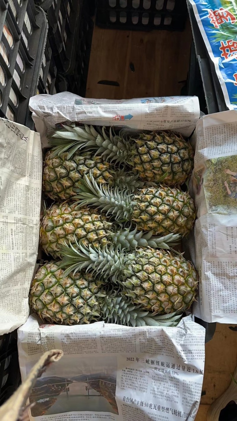精品河北菠萝，规格均匀，大量供应，价格优惠，保质保量可看