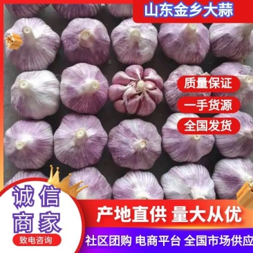 【精品】金乡大蒜山东干大蒜精品培育多瓣新鲜大蒜大量上市