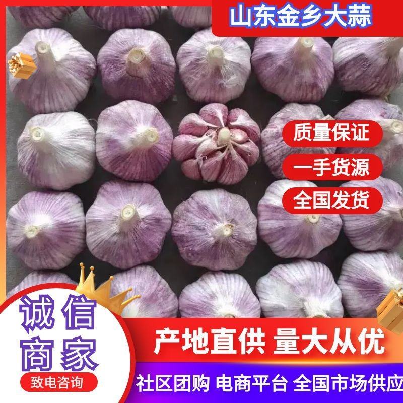 【精品】金乡大蒜山东干大蒜精品培育多瓣新鲜大蒜大量上市