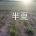 旱半夏种子种苗种球干净提供种植技术欢迎选购
