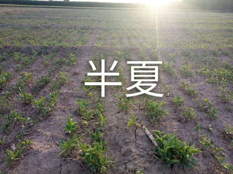 旱半夏种子种苗种球干净提供种植技术欢迎选购
