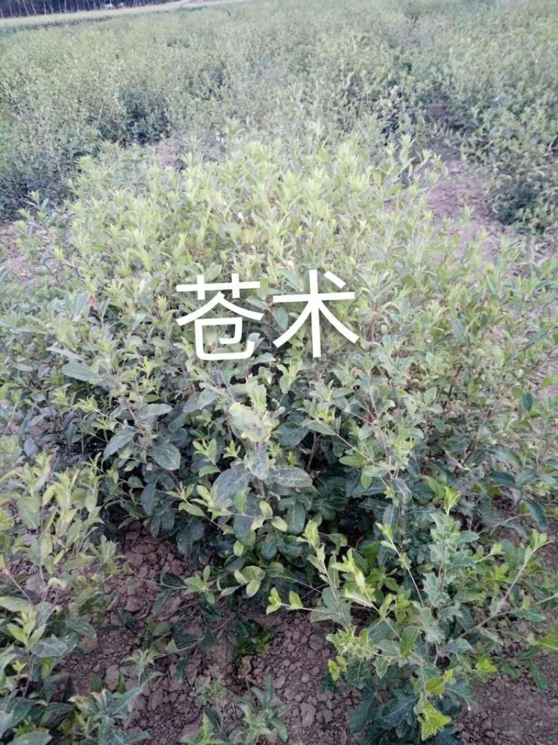 旱半夏种子种苗种球干净提供种植技术欢迎选购