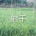 旱半夏种子种苗种球干净提供种植技术欢迎选购