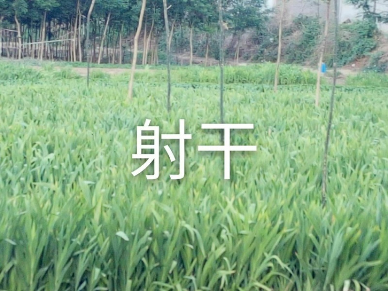 旱半夏种子种苗种球干净提供种植技术欢迎选购