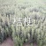 旱半夏种子种苗种球干净提供种植技术欢迎选购