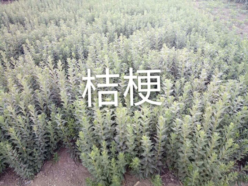 旱半夏种子种苗种球干净提供种植技术欢迎选购