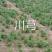 旱半夏种子种苗种球干净提供种植技术欢迎选购