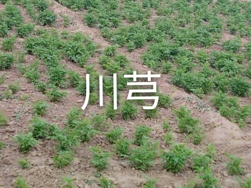 旱半夏种子种苗种球干净提供种植技术欢迎选购