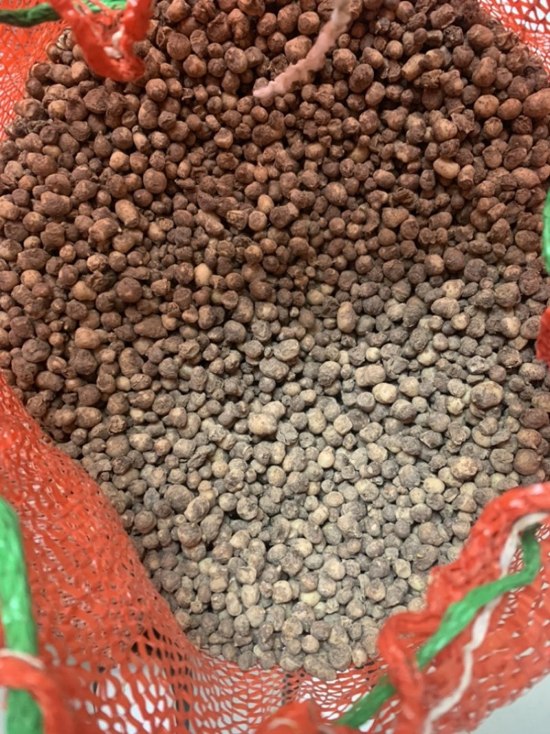 旱半夏种子种苗种球干净提供种植技术欢迎选购
