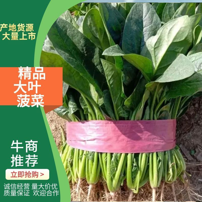 精品小叶菠菜河北邯郸基地直发一手货源全国发货量大优惠