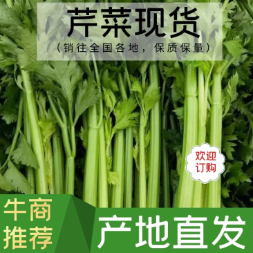 精品河北芹菜西芹大量有货，供应全国各地批发市场及商超