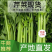 精品河北芹菜西芹大量有货，供应全国各地批发市场及商超