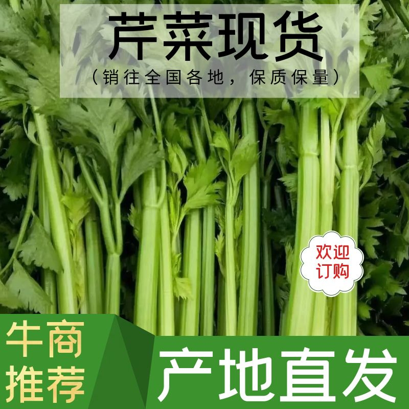 精品河北芹菜西芹大量有货，供应全国各地批发市场及商超