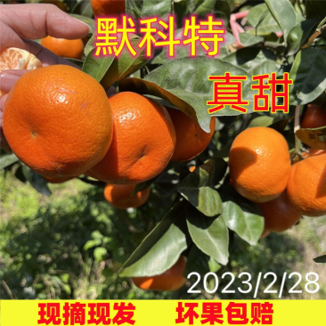 默科特现摘现发新鲜果包甜吉祥橘长期招一件代理