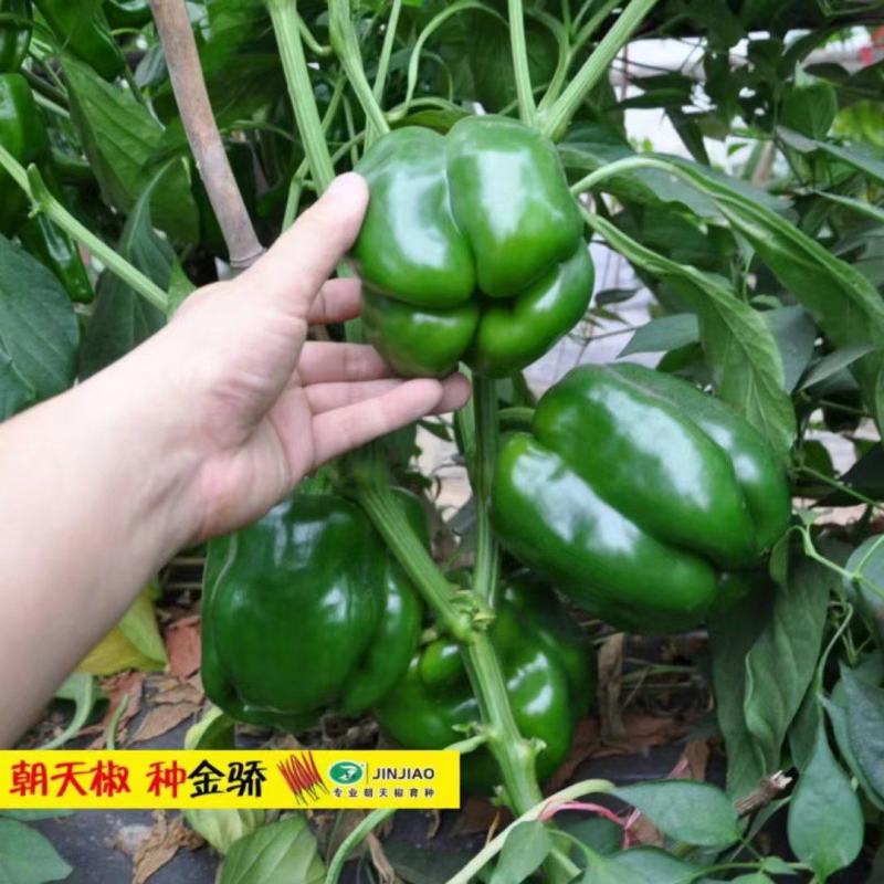 辣椒苗，灯笼椒苗，甜椒苗，方椒苗抗病产量也高