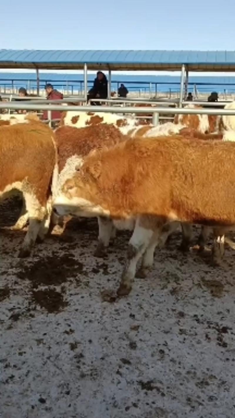 西门塔尔牛湖南肉牛繁育基地质量保证包成活包运输