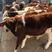 西门塔尔牛湖南肉牛繁育基地质量保证包成活包运输