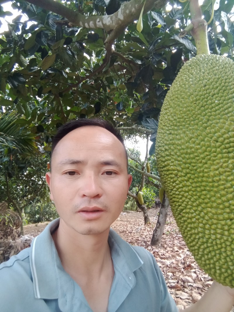 正宗海南菠萝蜜对接电商超市货社区团购全国代发