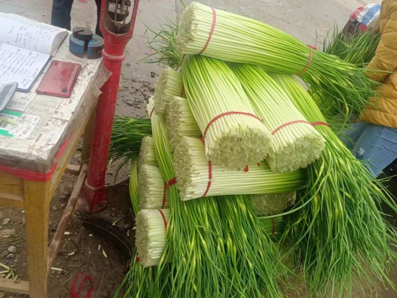 徐州丰县红帽蒜薹大量供应，品质好价格优一手货