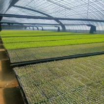 有机菜花苗，基地发货一手货源欢迎客商电话订货