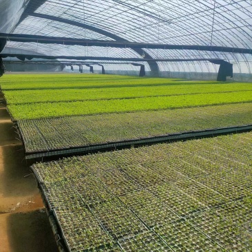 有机菜花苗，基地发货一手货源欢迎客商电话订货