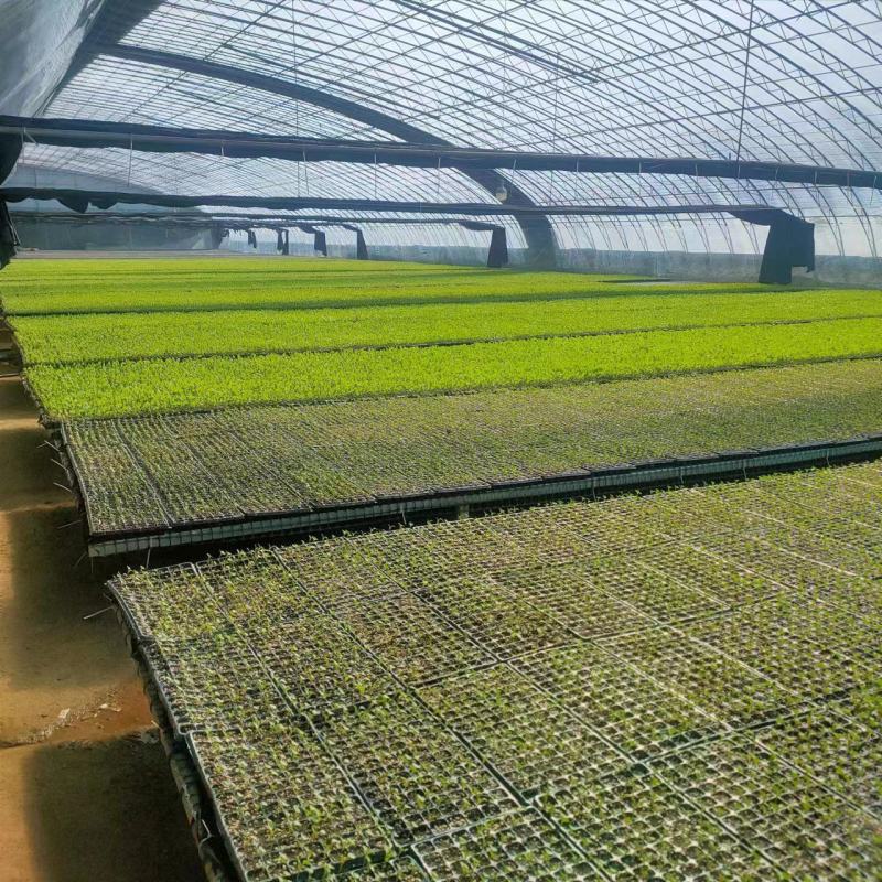 有机菜花苗，基地发货一手货源欢迎客商电话订货