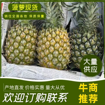 精品河北菠萝，规格均匀，大量供应，价格优惠，保质保量可看